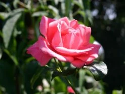 Kletterrose 'Lawinia' ® 21 Kletterrose 'Lawinia' ® -Günstiges Garten Zart Geschäft kletterrose lawinia m003360 w 0