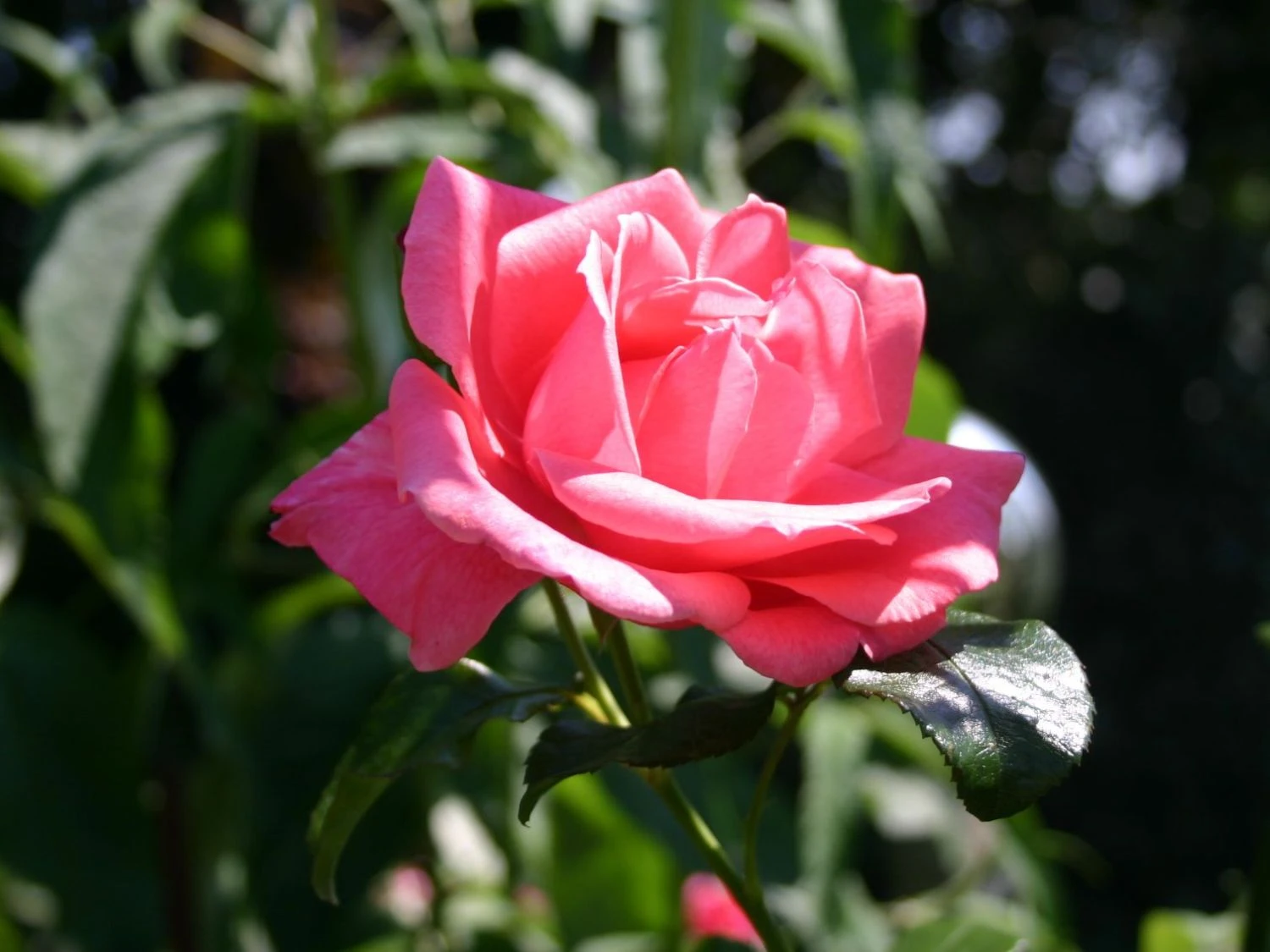 Kletterrose 'Lawinia' ® 9 Kletterrose 'Lawinia' ® – Bild 7