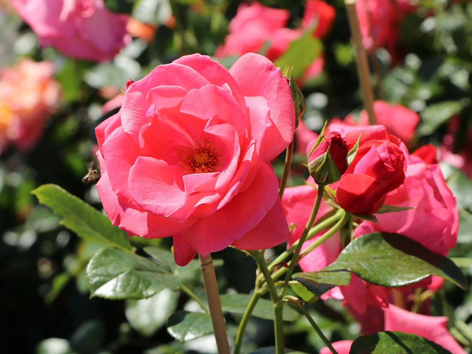 Kletterrose 'Lawinia' ® 4 Kletterrose 'Lawinia' ® – Bild 2