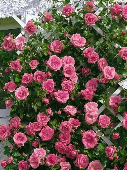 Kletterrose 'Lawinia' ® 12 Kletterrose 'Lawinia' ® – Bild 10