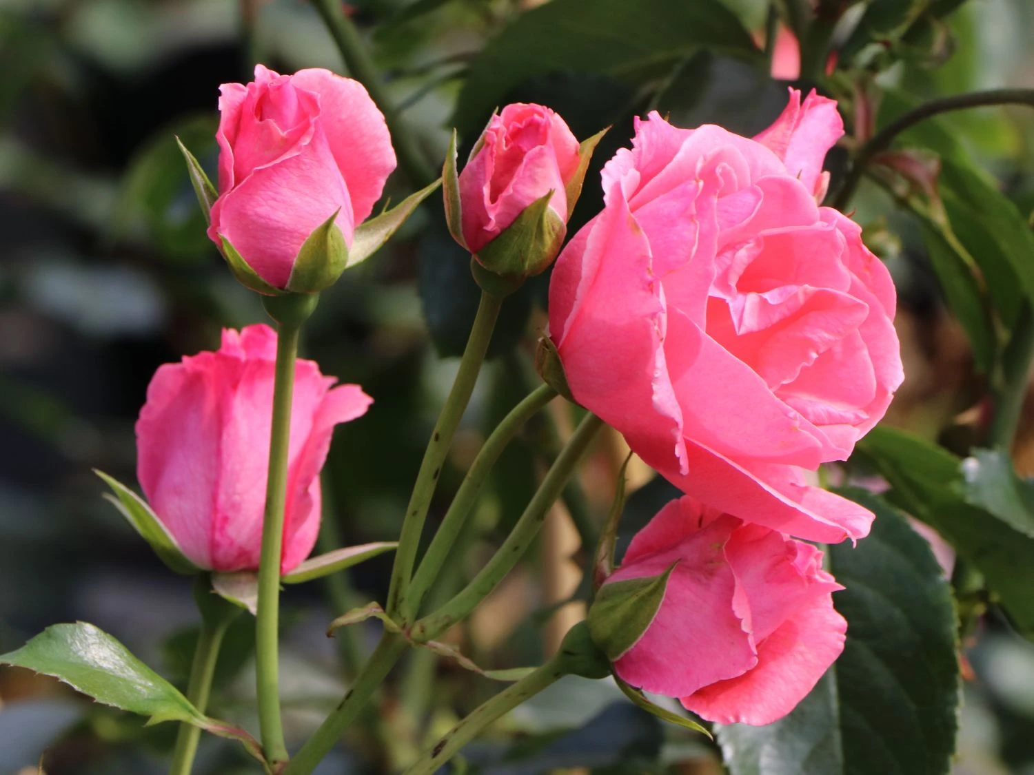 Kletterrose 'Lawinia' ® 5 Kletterrose 'Lawinia' ® – Bild 3