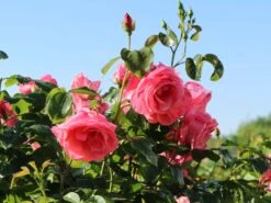 Kletterrose 'Lawinia' ® 20 Kletterrose 'Lawinia' ® -Günstiges Garten Zart Geschäft kletterrose lawinia m003360 w 7