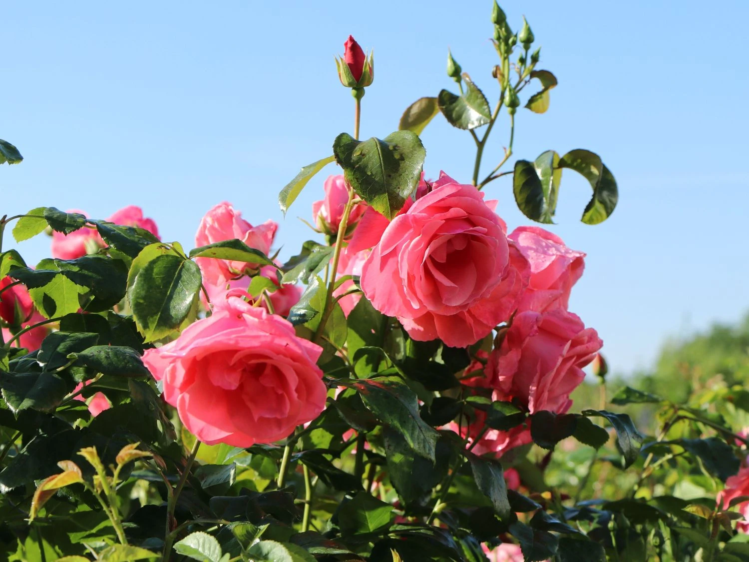 Kletterrose 'Lawinia' ® 8 Kletterrose 'Lawinia' ® – Bild 6