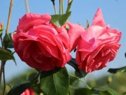 Kletterrose 'Lawinia' ® 22 Kletterrose 'Lawinia' ® -Günstiges Garten Zart Geschäft kletterrose lawinia m003360 w 8