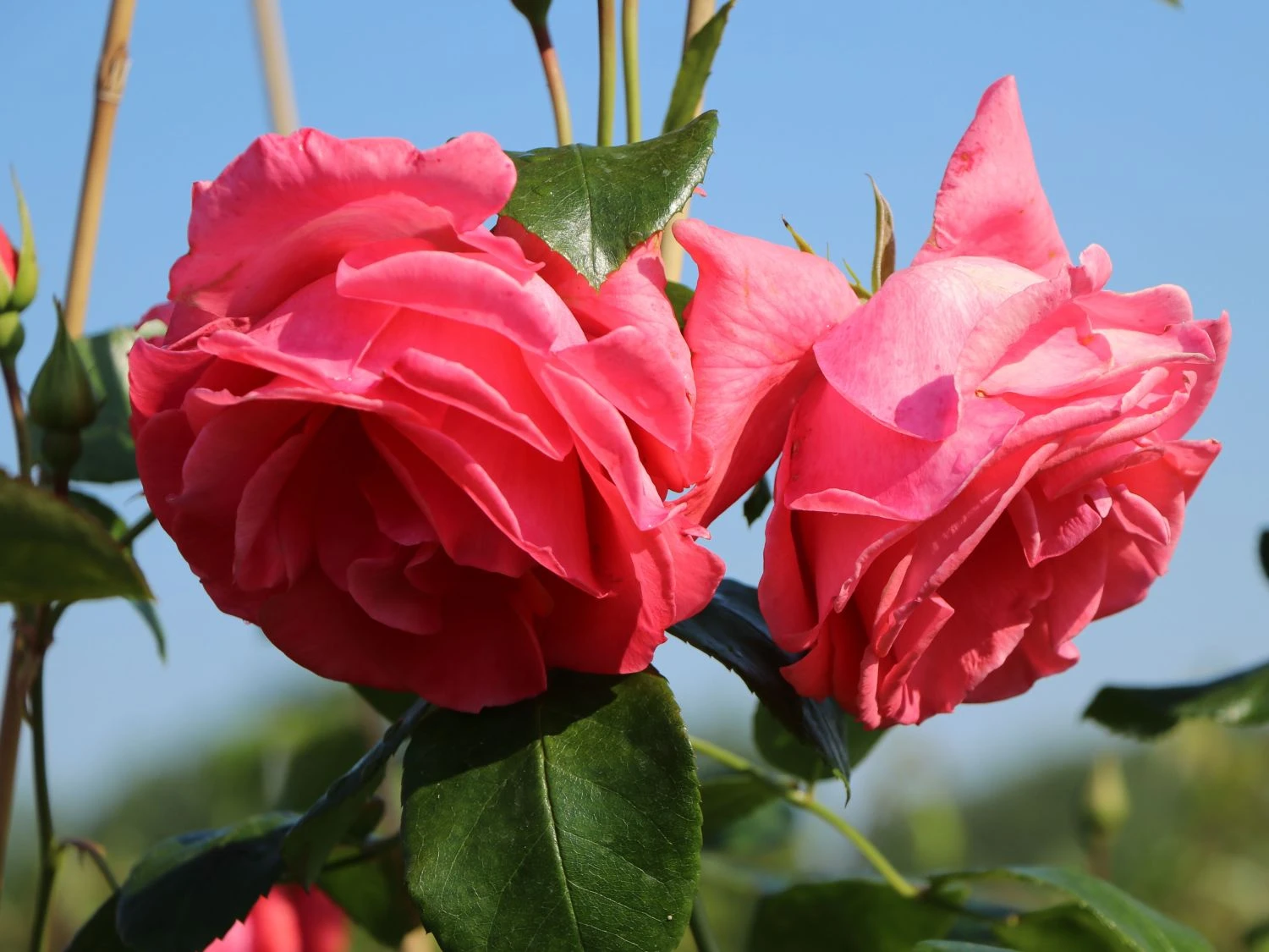 Kletterrose 'Lawinia' ® 10 Kletterrose 'Lawinia' ® – Bild 8