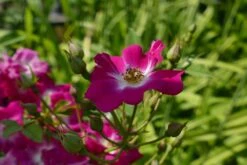 Kletterrose 'Libertas' ® -Günstiges Garten Zart Geschäft kletterrose libertas m101965 1214579 0