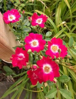 Kletterrose 'Libertas' ® -Günstiges Garten Zart Geschäft kletterrose libertas m101965 1214579 0