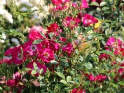 Kletterrose 'Libertas' ® -Günstiges Garten Zart Geschäft kletterrose libertas m101965 w 0