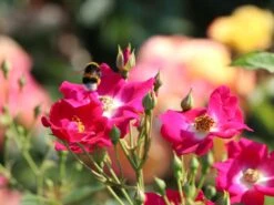 Kletterrose 'Libertas' ® -Günstiges Garten Zart Geschäft kletterrose libertas m101965 w 1