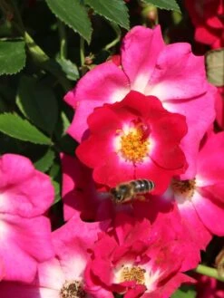 Kletterrose 'Libertas' ® -Günstiges Garten Zart Geschäft kletterrose libertas m101965 w 3