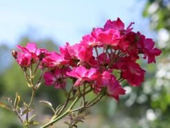 Kletterrose 'Libertas' ® -Günstiges Garten Zart Geschäft kletterrose libertas m101965 w 4