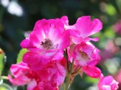 Kletterrose 'Libertas' ® -Günstiges Garten Zart Geschäft kletterrose libertas m101965 w 5