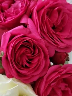 Kletterrose 'Maritim' ® -Günstiges Garten Zart Geschäft kletterrose maritim m054831 1189819 0