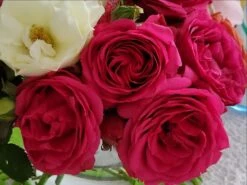 Kletterrose 'Maritim' ® -Günstiges Garten Zart Geschäft kletterrose maritim m054831 1189819 1