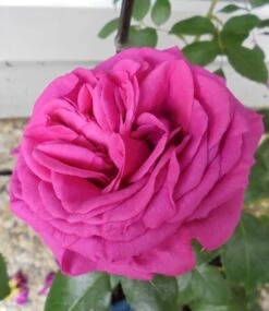 Kletterrose 'Maritim' ® -Günstiges Garten Zart Geschäft kletterrose maritim m054831 193676 0