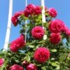 Kletterrose 'Maritim' ® -Günstiges Garten Zart Geschäft kletterrose maritim m054831 h 0