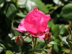 Kletterrose 'Maritim' ® -Günstiges Garten Zart Geschäft kletterrose maritim m054831 w 0