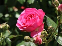 Kletterrose 'Maritim' ® -Günstiges Garten Zart Geschäft kletterrose maritim m054831 w 2