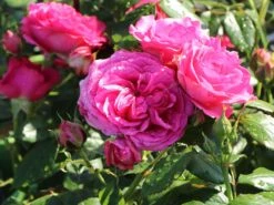 Kletterrose 'Maritim' ® -Günstiges Garten Zart Geschäft kletterrose maritim m054831 w 3