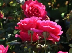 Kletterrose 'Maritim' ® -Günstiges Garten Zart Geschäft kletterrose maritim m054831 w 4