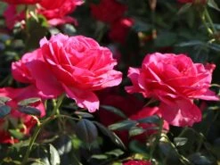 Kletterrose 'Maritim' ® -Günstiges Garten Zart Geschäft kletterrose maritim m054831 w 5