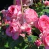 Kletterrose 'Mini Eden Rose' ® -Günstiges Garten Zart Geschäft kletterrose mini eden rose m059699 h 0