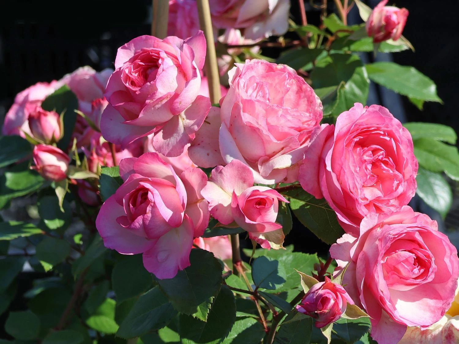 Kletterrose 'Mini Eden Rose' ® 3 Kletterrose 'Mini Eden Rose' ®