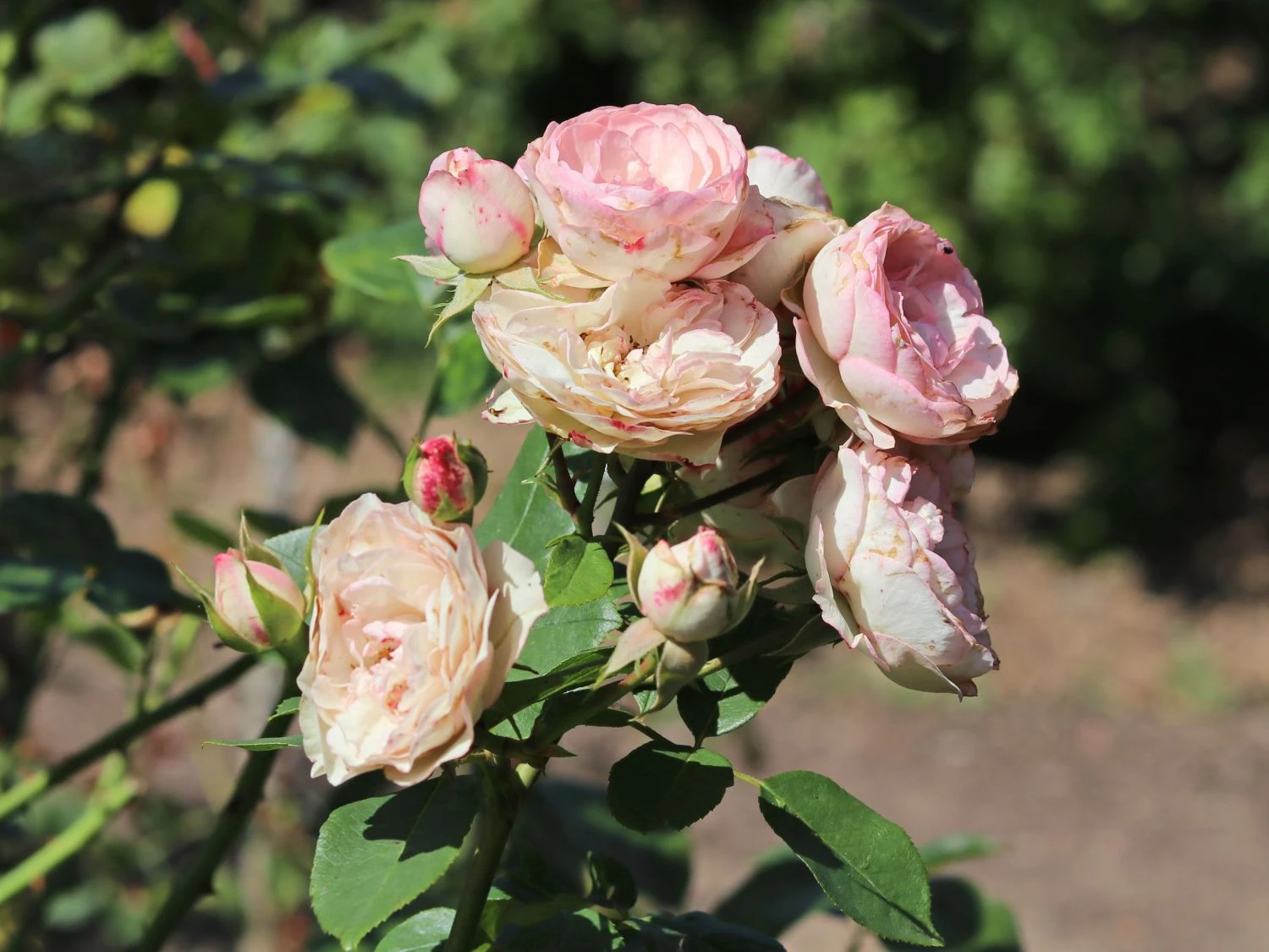 Kletterrose 'Mini Eden Rose' ® 4 Kletterrose 'Mini Eden Rose' ® – Bild 2