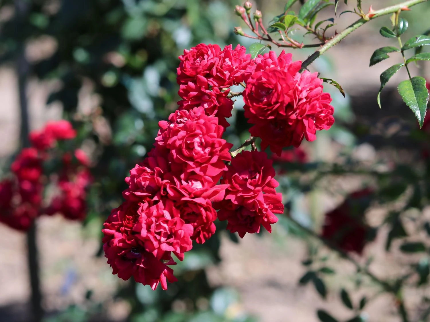 Kletterrose 'Momo' ® 3 Kletterrose 'Momo' ®