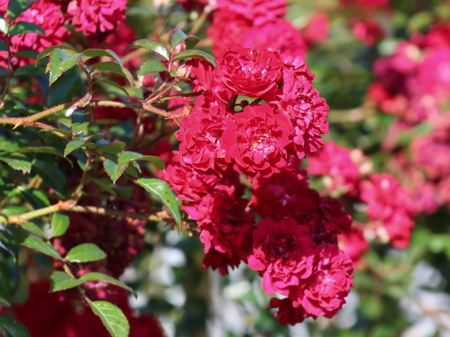 Kletterrose 'Momo' ® 4 Kletterrose 'Momo' ® – Bild 2