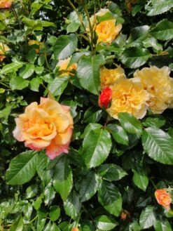 Kletterrose 'Moonlight' ® -Günstiges Garten Zart Geschäft kletterrose moonlight m003522 175895 0