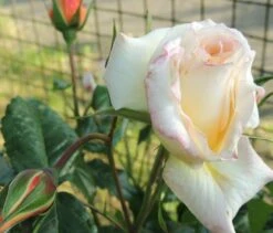 Kletterrose 'Moonlight' ® -Günstiges Garten Zart Geschäft kletterrose moonlight m003522 494932 0