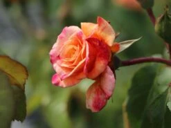 Kletterrose 'Moonlight' ® -Günstiges Garten Zart Geschäft kletterrose moonlight m003522 w 0