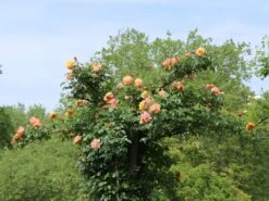 Kletterrose 'Moonlight' ® -Günstiges Garten Zart Geschäft kletterrose moonlight m003522 w 1