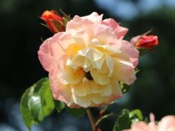 Kletterrose 'Moonlight' ® -Günstiges Garten Zart Geschäft kletterrose moonlight m003522 w 10