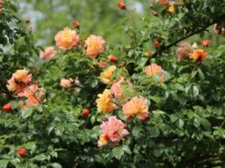 Kletterrose 'Moonlight' ® -Günstiges Garten Zart Geschäft kletterrose moonlight m003522 w 2