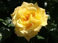 Kletterrose 'Moonlight' ® -Günstiges Garten Zart Geschäft kletterrose moonlight m003522 w 3