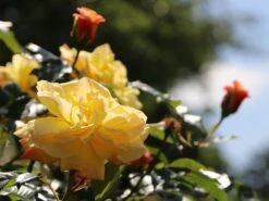 Kletterrose 'Moonlight' ® -Günstiges Garten Zart Geschäft kletterrose moonlight m003522 w 4