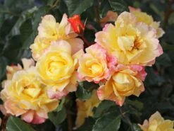 Günstiges Garten Zart Geschäft -Günstiges Garten Zart Geschäft kletterrose moonlight m003522 w 5