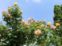 Kletterrose 'Moonlight' ® -Günstiges Garten Zart Geschäft kletterrose moonlight m003522 w 6