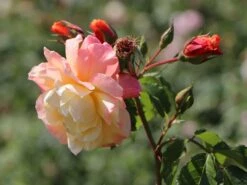 Kletterrose 'Moonlight' ® -Günstiges Garten Zart Geschäft kletterrose moonlight m003522 w 9