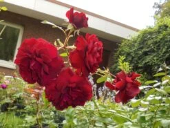 Kletterrose 'Naheglut' 30 Kletterrose 'Naheglut' -Günstiges Garten Zart Geschäft kletterrose naheglut m009431 430730 0