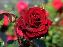 Kletterrose 'Naheglut'