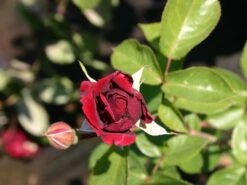 Kletterrose 'Naheglut' 27 Kletterrose 'Naheglut' -Günstiges Garten Zart Geschäft kletterrose naheglut m009431 w 0