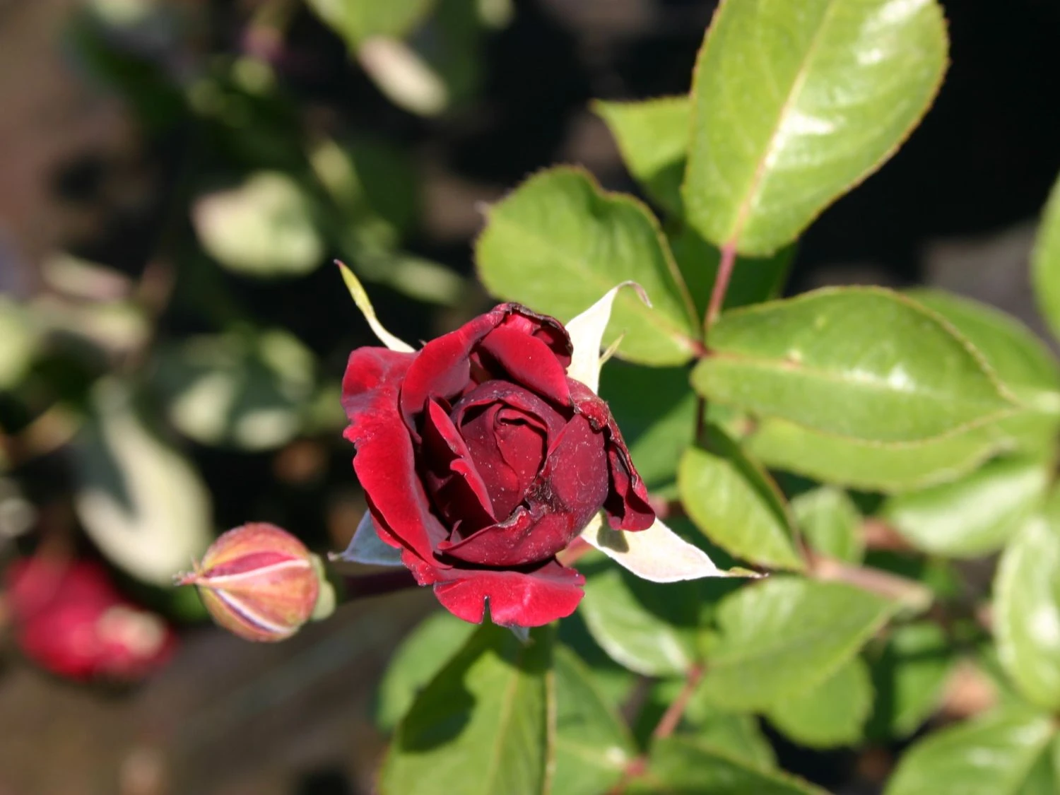 Kletterrose 'Naheglut' 12 Kletterrose 'Naheglut' – Bild 10