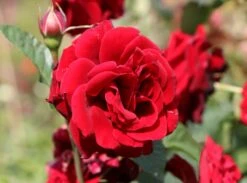 Kletterrose 'Naheglut' 25 Kletterrose 'Naheglut' -Günstiges Garten Zart Geschäft kletterrose naheglut m009431 w 1