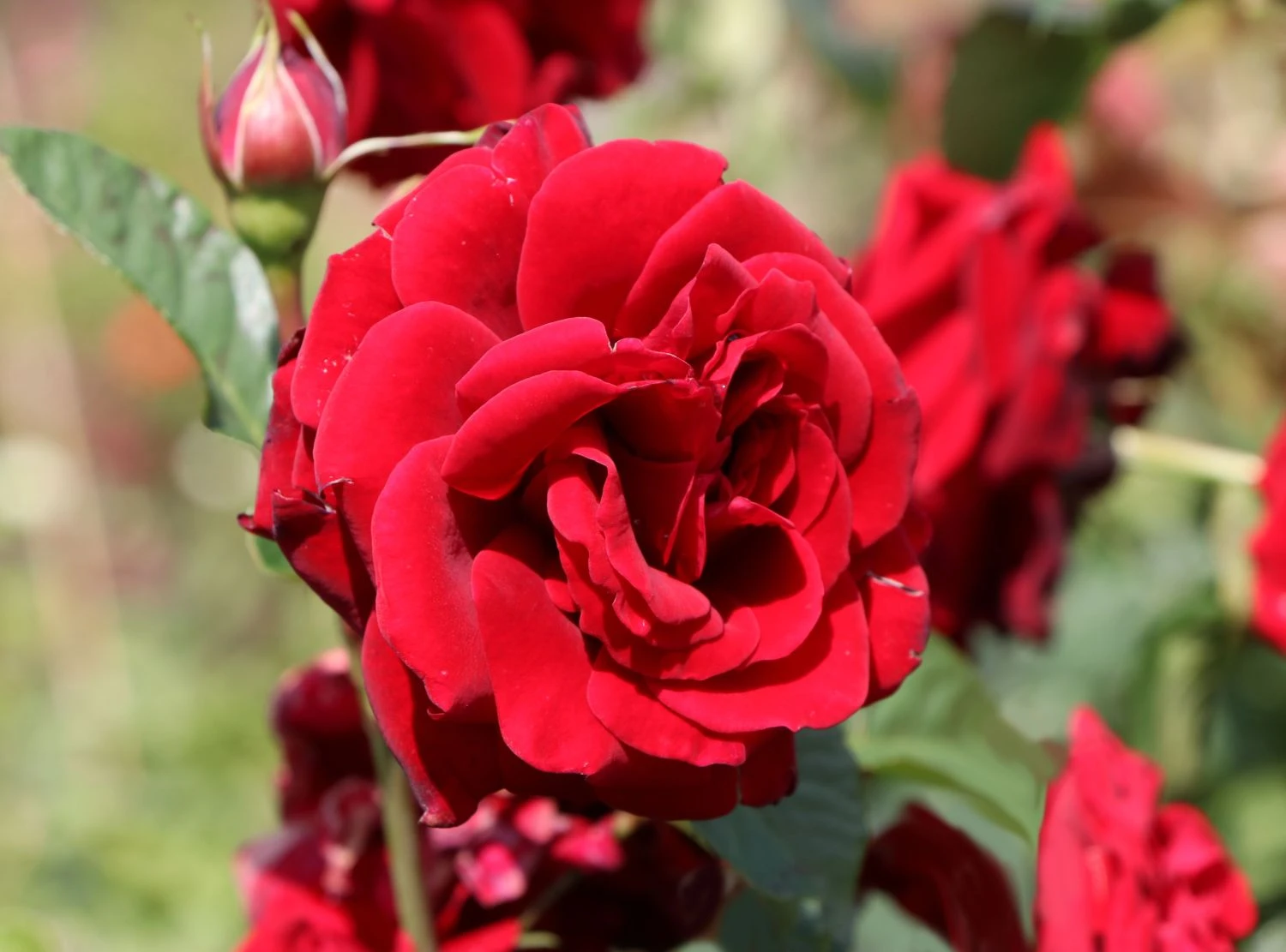 Kletterrose 'Naheglut' 10 Kletterrose 'Naheglut' – Bild 8