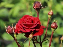 Kletterrose 'Naheglut' 20 Kletterrose 'Naheglut' -Günstiges Garten Zart Geschäft kletterrose naheglut m009431 w 10