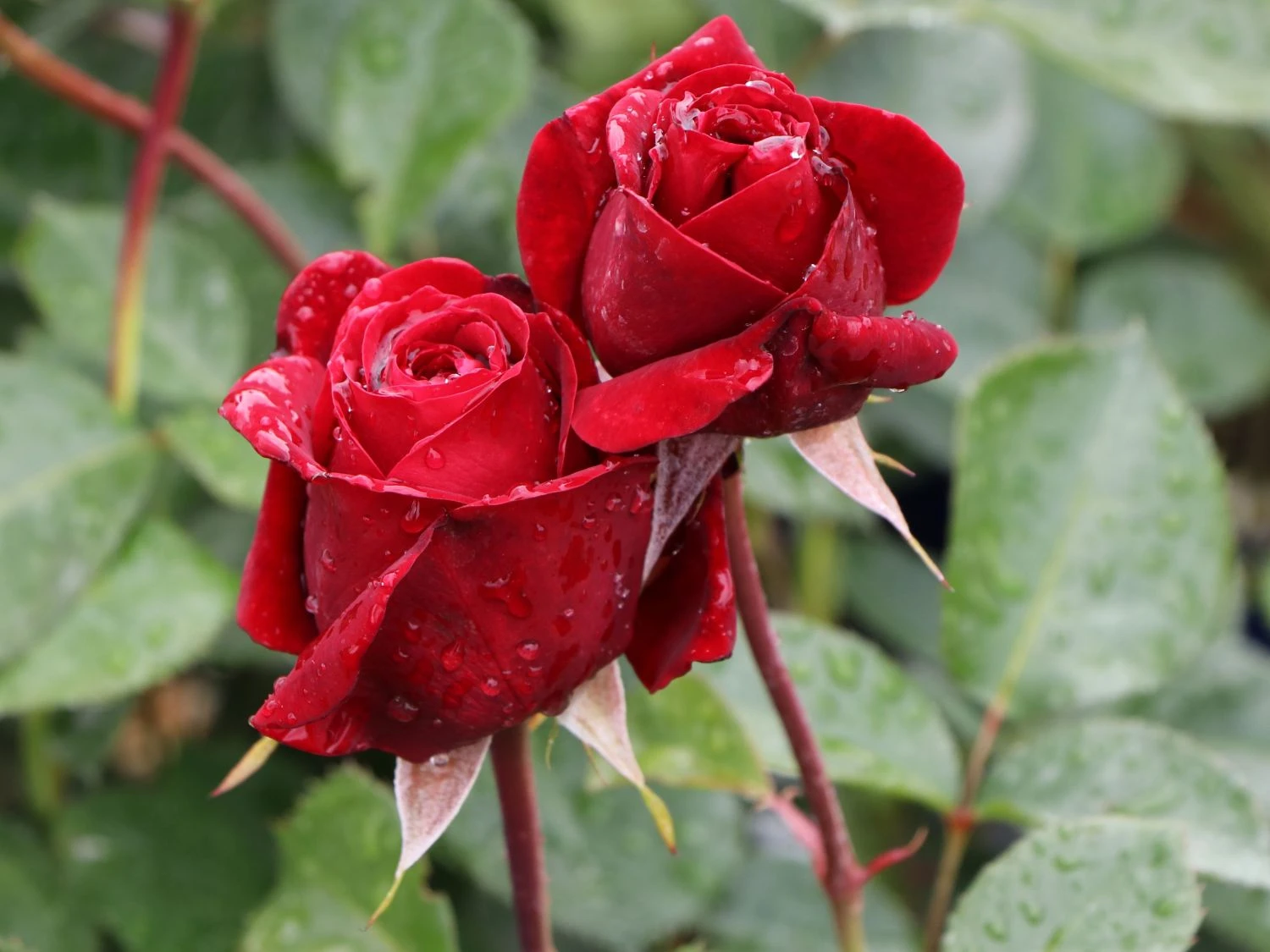 Kletterrose 'Naheglut' 7 Kletterrose 'Naheglut' – Bild 5