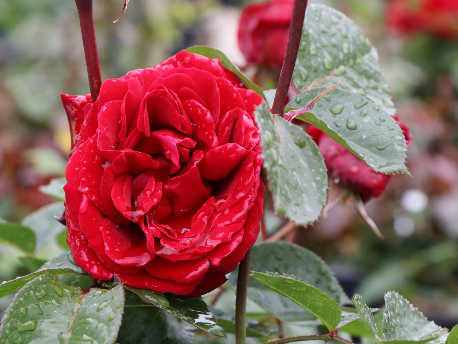 Kletterrose 'Naheglut' 9 Kletterrose 'Naheglut' – Bild 7